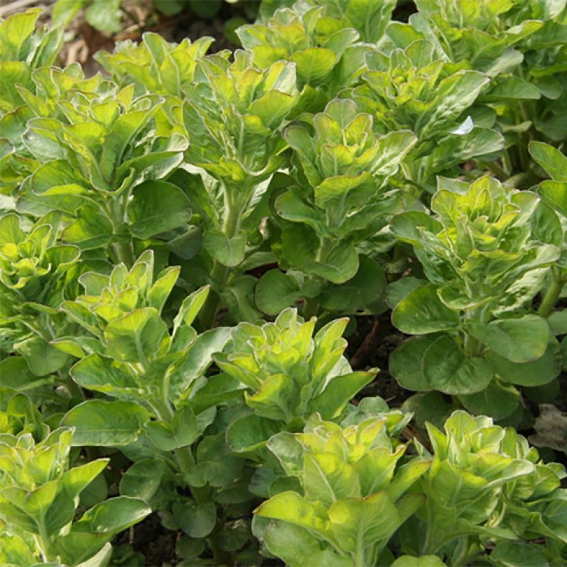 Lysimachia punctata - Loosestrife (Foliage)