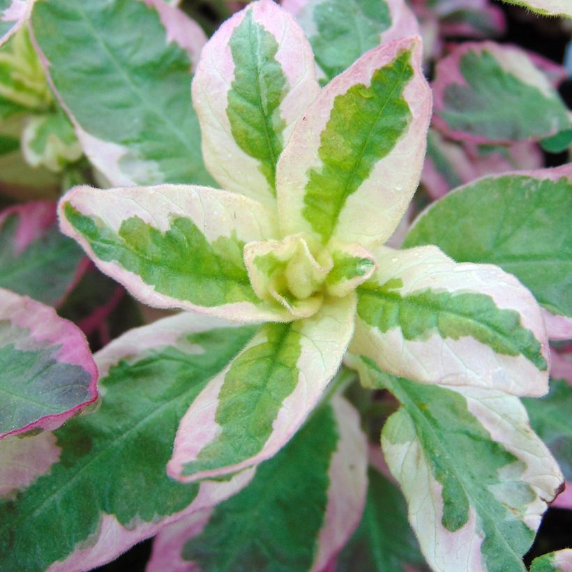 Lysimachia punctata Alexander - Loosestrife (Foliage)