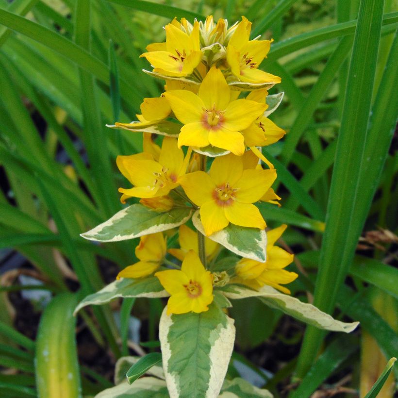 Lysimachia punctata Alexander - Loosestrife (Flowering)