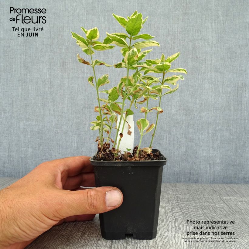 Lysimachia punctata Alexander - Loosestrife 8/9 cm pot sample as delivered in summer