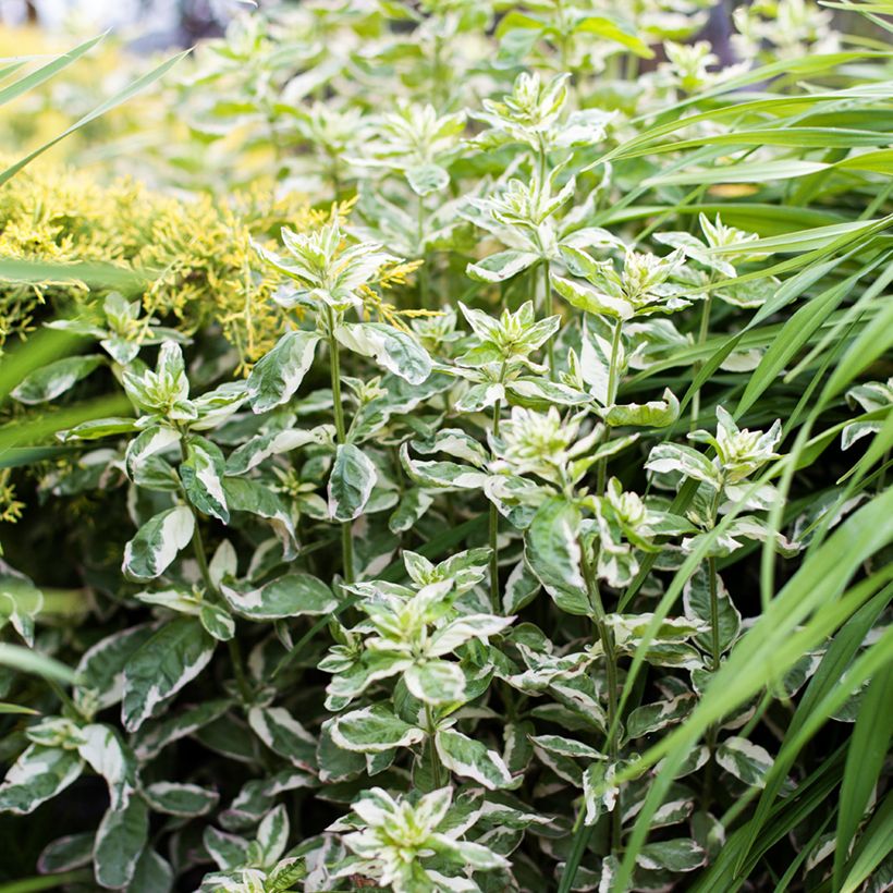 Lysimachia punctata Alexander - Loosestrife (Plant habit)