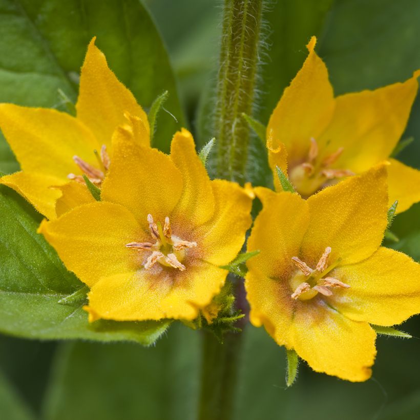 Lysimachia punctata - Loosestrife (Flowering)