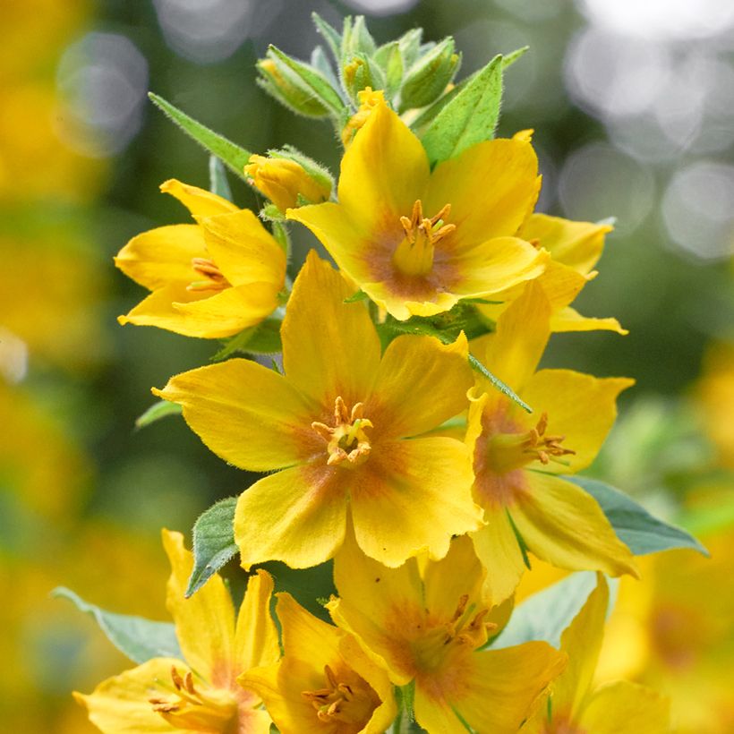 Lysimachia vulgaris - Loosestrife (Flowering)