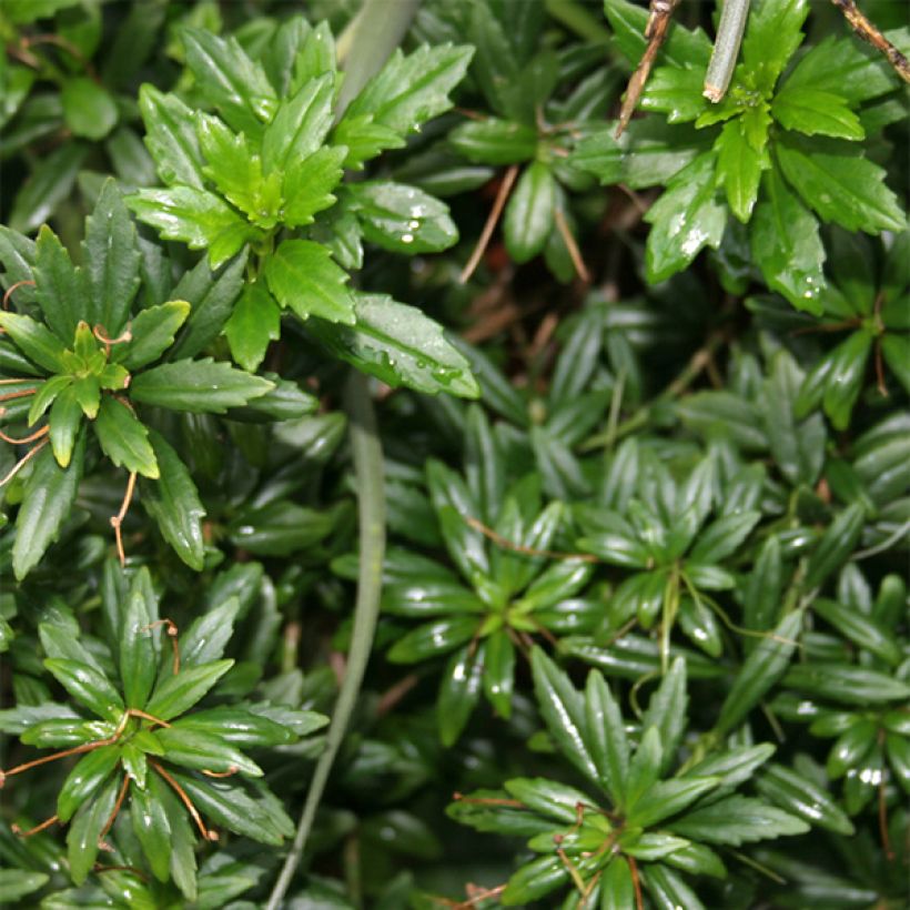 Lysionotus pauciflorus (Foliage)