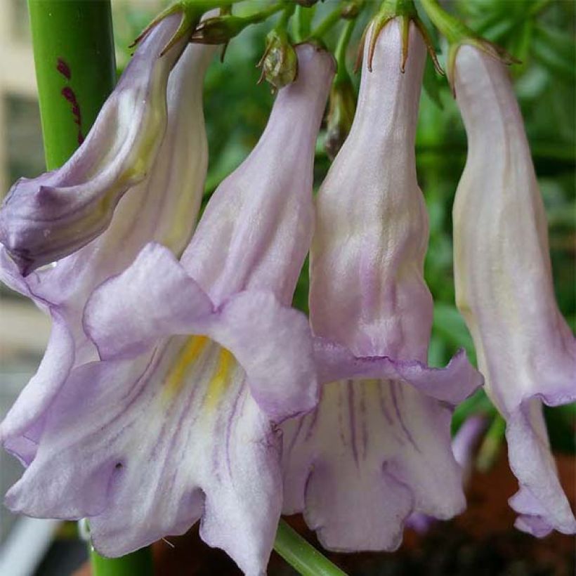 Lysionotus pauciflorus (Flowering)