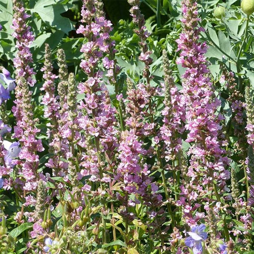 Lythrum salicaria Blush (Flowering)