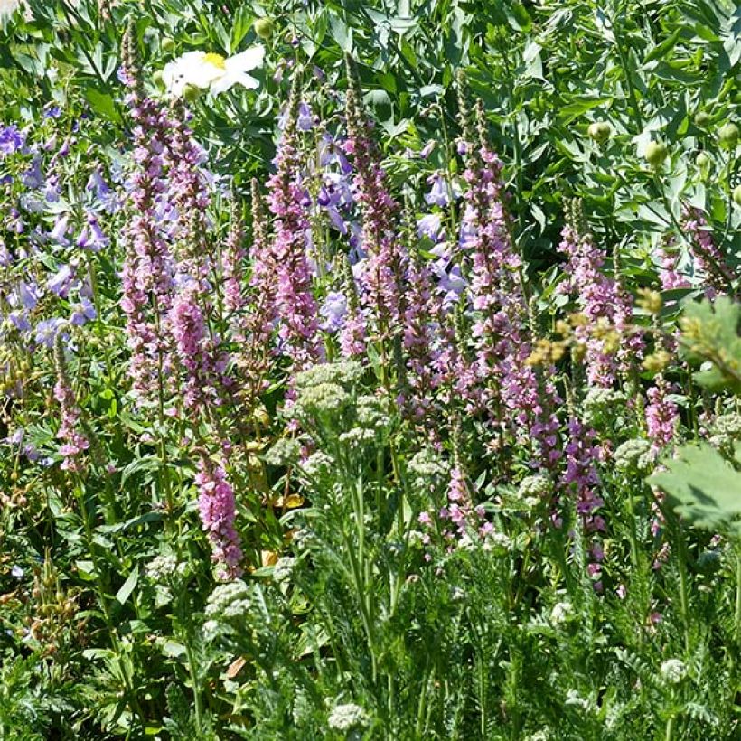 Lythrum salicaria Blush (Plant habit)