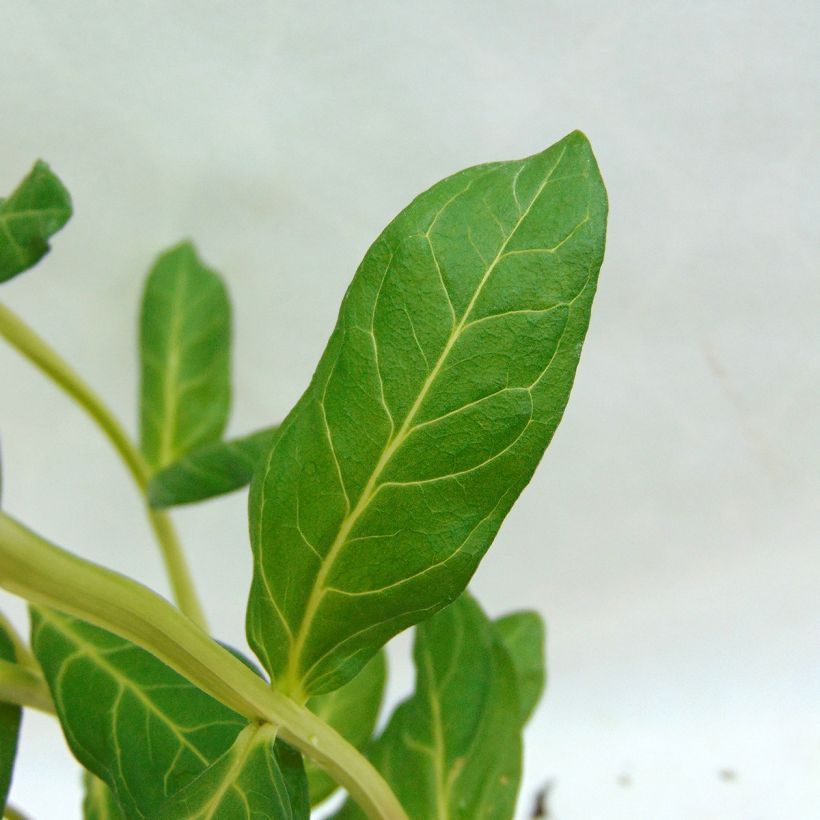 Lythrum salicaria Blush (Foliage)