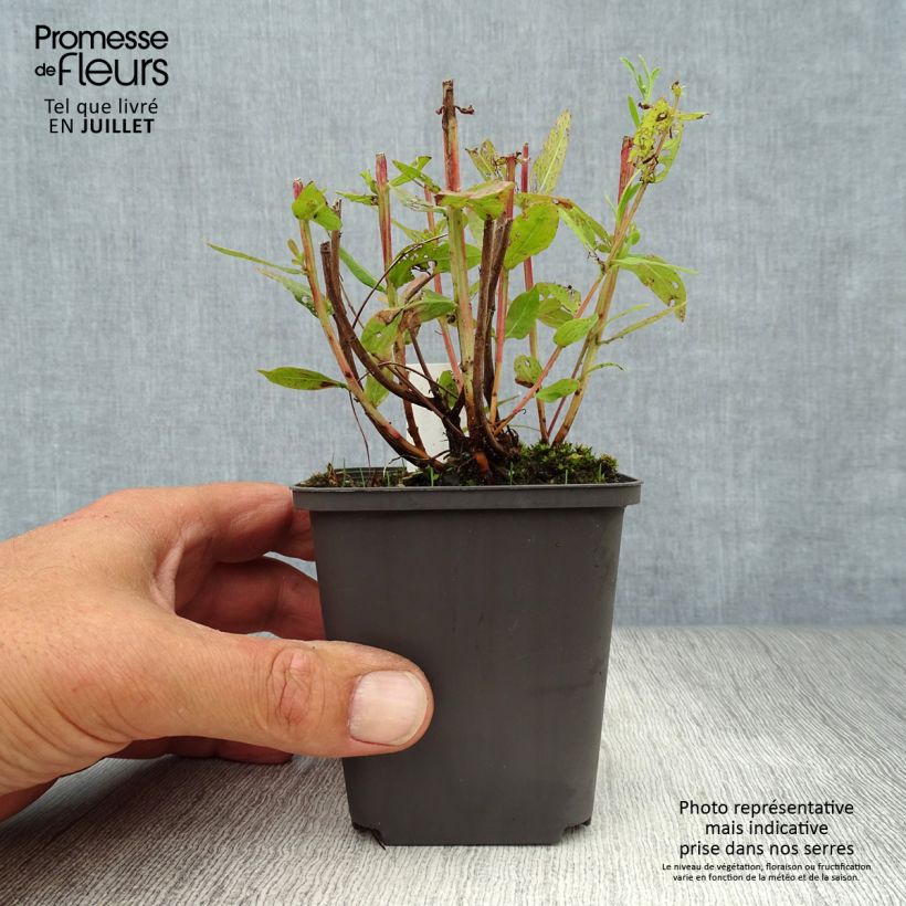 Lythrum salicaria Blush 8/9 cm pot sample as delivered in summer