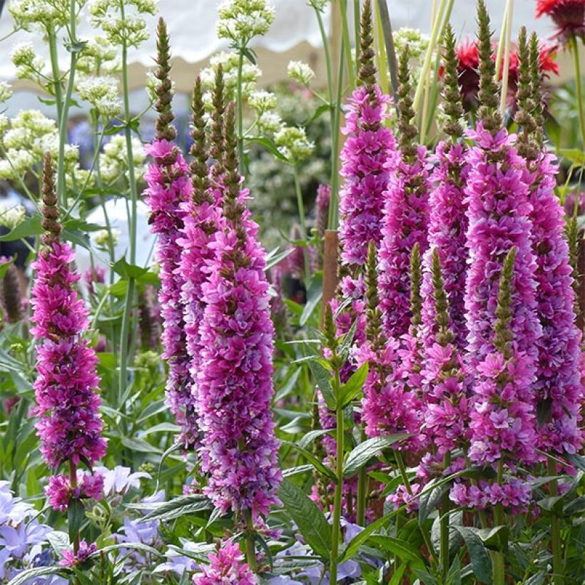 Lythrum salicaria Robert (Flowering)