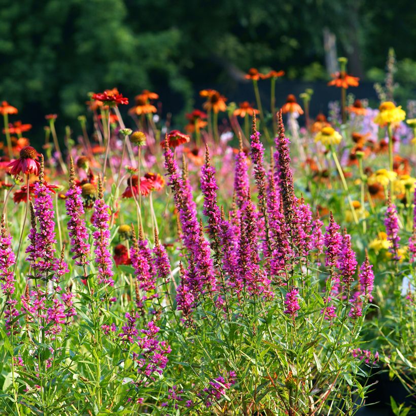 Lythrum salicaria Robert (Plant habit)