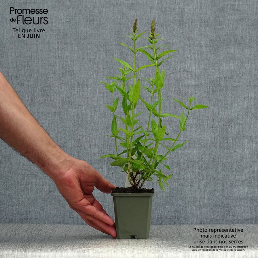 Lythrum salicaria Robert 8/9 cm pot sample as delivered in summer