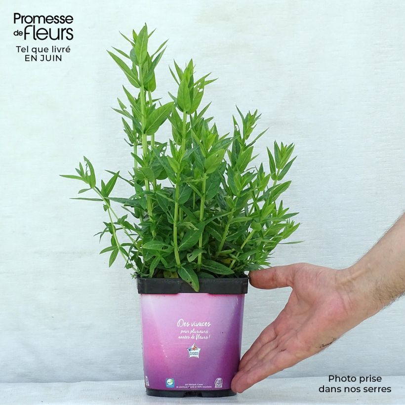 Lythrum salicaria Robert 2L/3L pot sample as delivered in summer