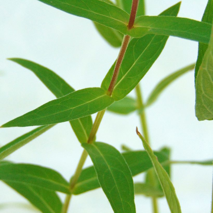 Lythrum salicaria (Foliage)