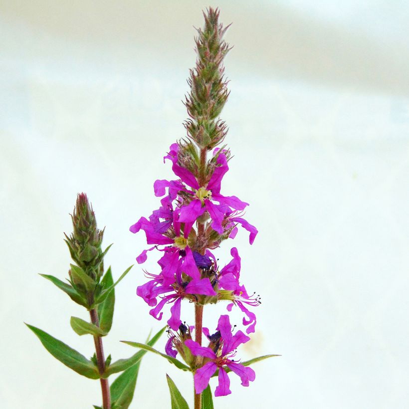 Lythrum salicaria (Flowering)