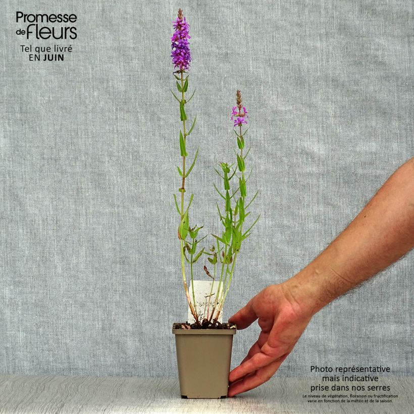 Lythrum salicaria 8/9 cm pot sample as delivered in summer