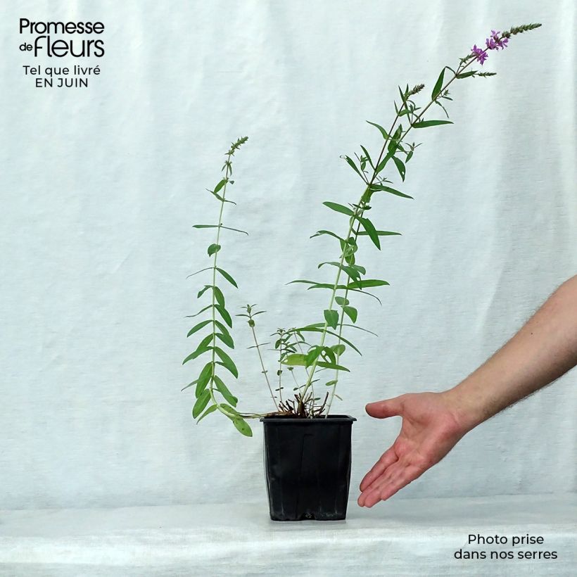 Lythrum salicaria 2L/3L pot sample as delivered in summer