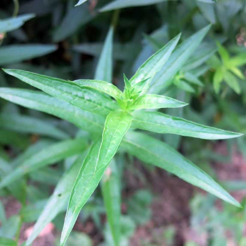 Lythrum salicaria Swirl (Foliage)