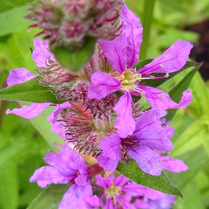 Lythrum salicaria Swirl (Flowering)