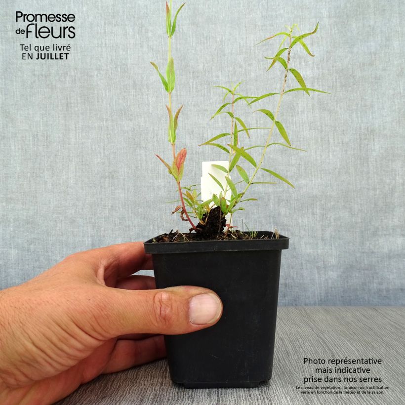 Lythrum salicaria Swirl 8/9 cm pot sample as delivered in summer