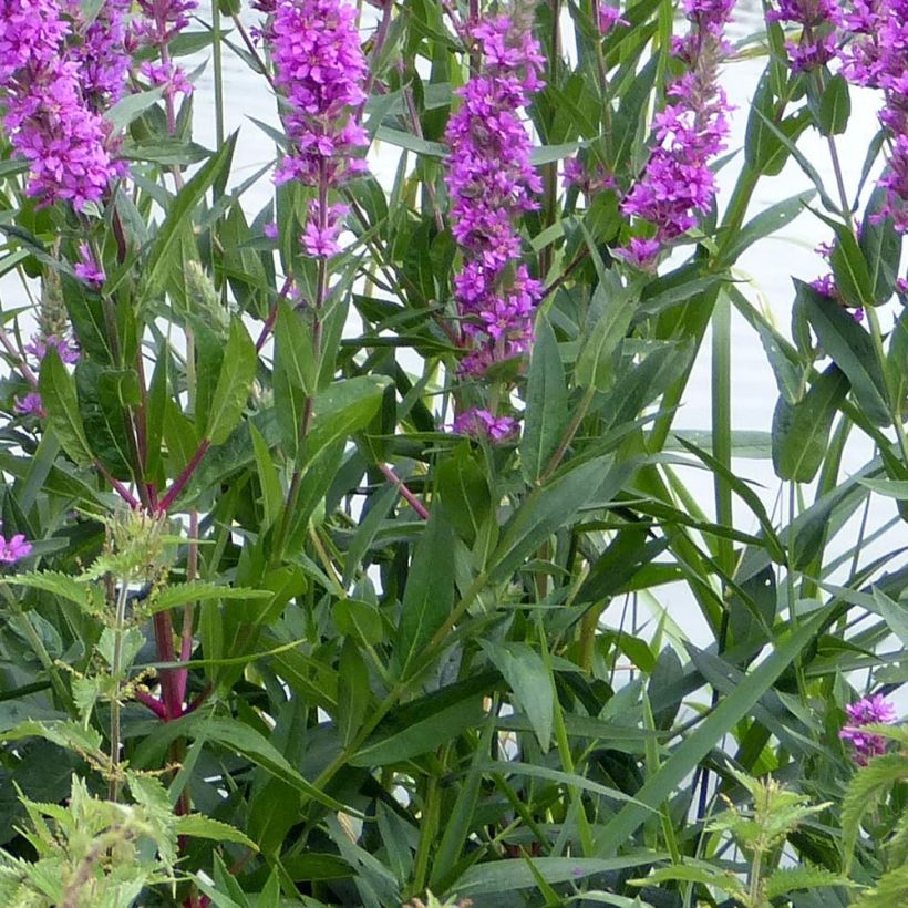 Lythrum salicaria The Beacon (Foliage)