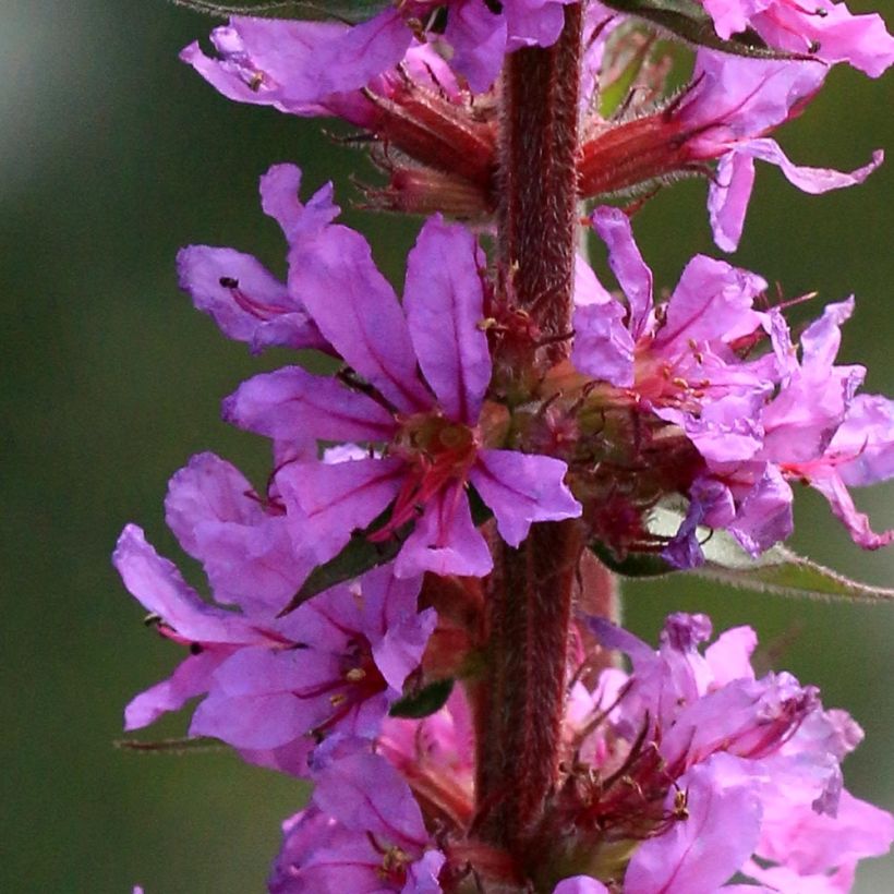 Lythrum salicaria The Beacon (Flowering)