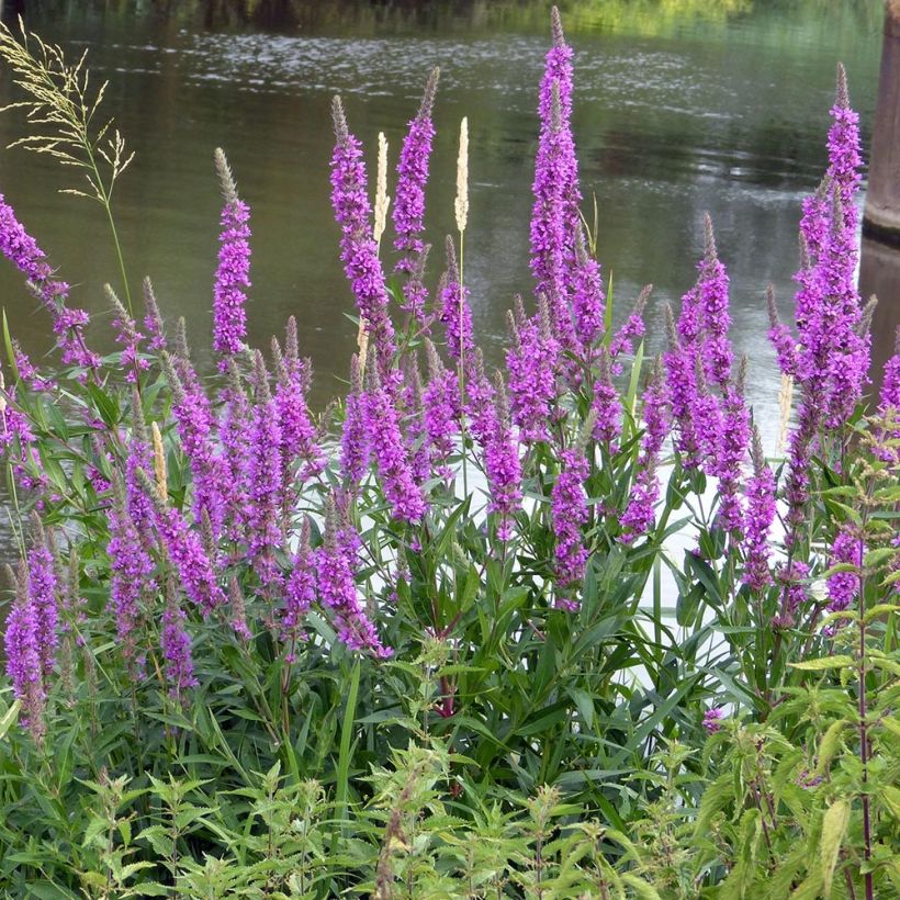 Lythrum salicaria The Beacon (Plant habit)