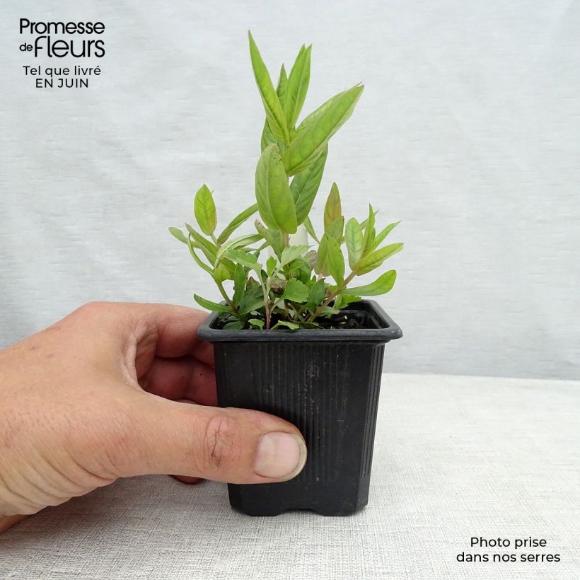 Lythrum salicaria The Beacon 8/9 cm pot sample as delivered in summer