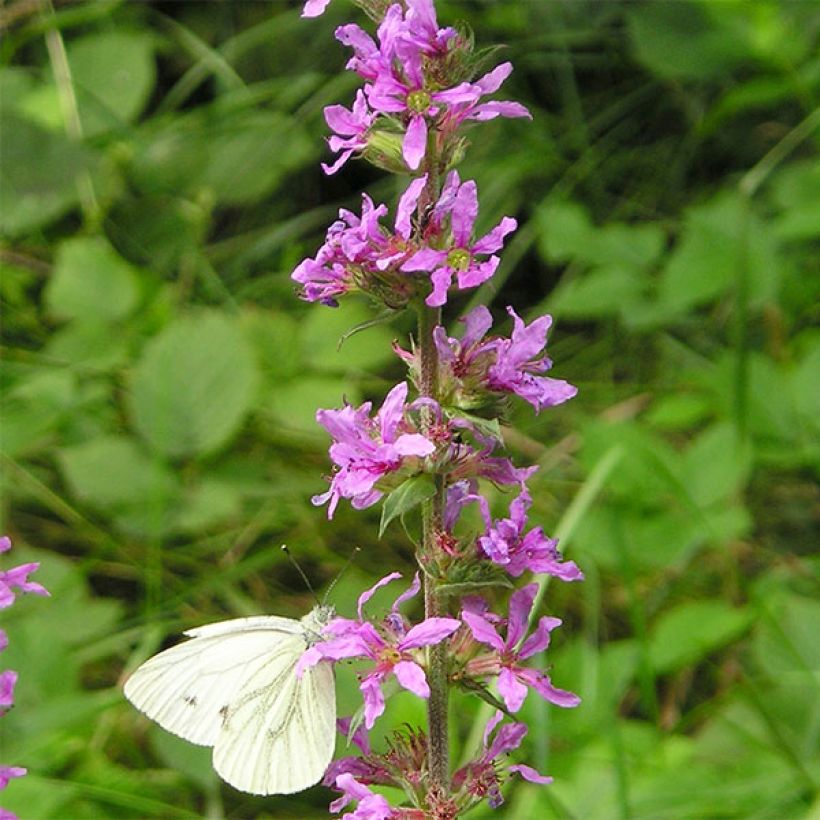 Lythrum virgatum Dropmore Purple (Flowering)