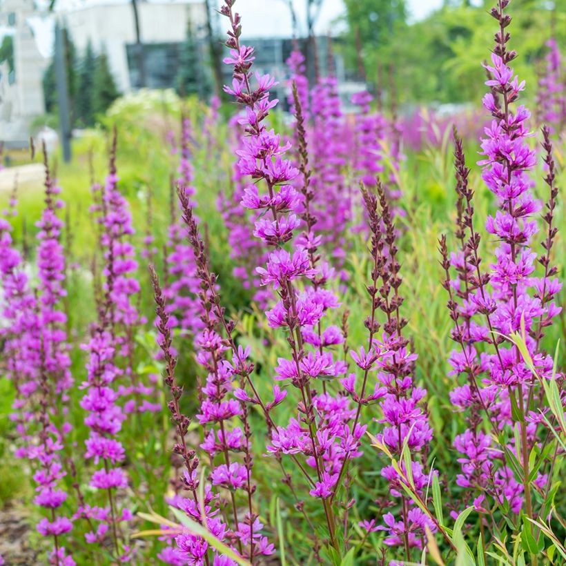 Lythrum virgatum Dropmore Purple (Plant habit)