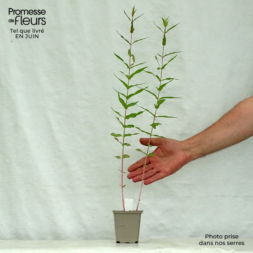 Lythrum virgatum Dropmore Purple 8/9 cm pot sample as delivered in summer