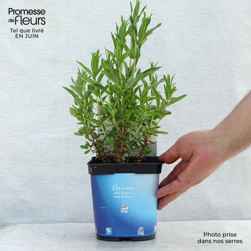 Lythrum virgatum Dropmore Purple 2L/3L pot sample as delivered in summer