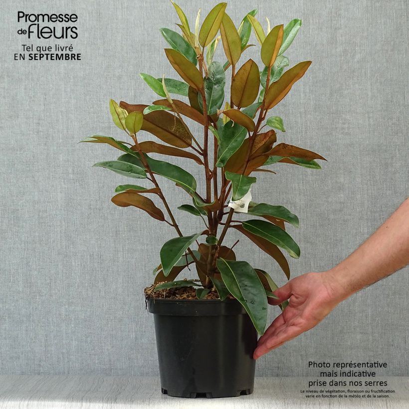 Magnolia grandiflora Alta Tmgh 4L/5L pot sample as delivered in autumn