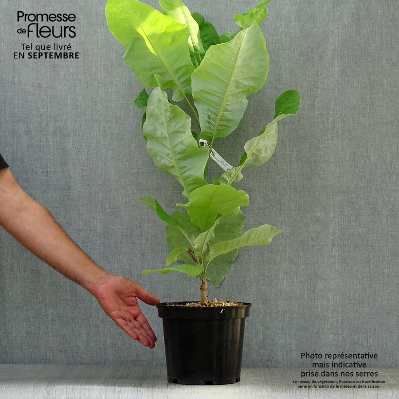 Magnolia macrophylla subsp. ashei 4L/5L pot sample as delivered in autumn