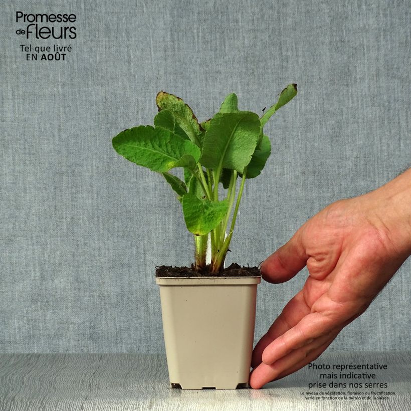 Meconopsis betonicifolia - Blue Poppy 8/9 cm pot sample as delivered in summer