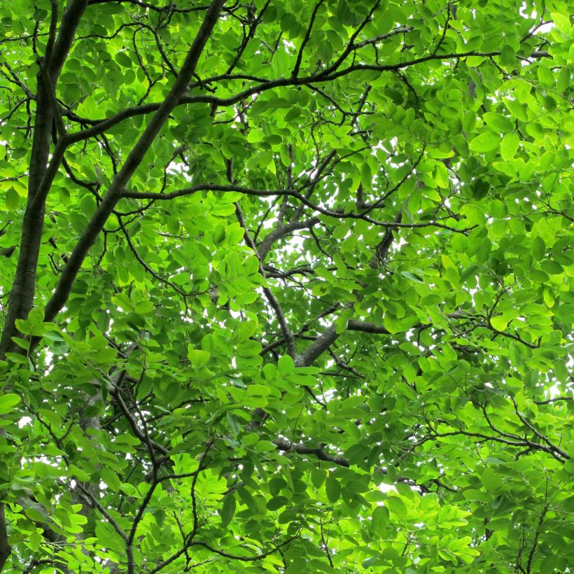 Maackia amurensis (Foliage)