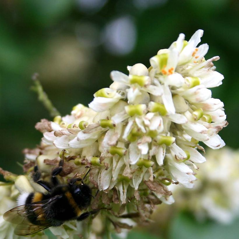 Maackia amurensis (Flowering)