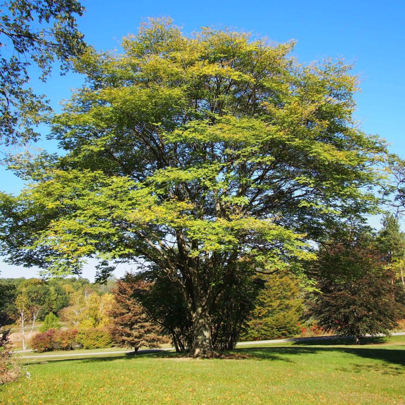 Maackia amurensis (Plant habit)