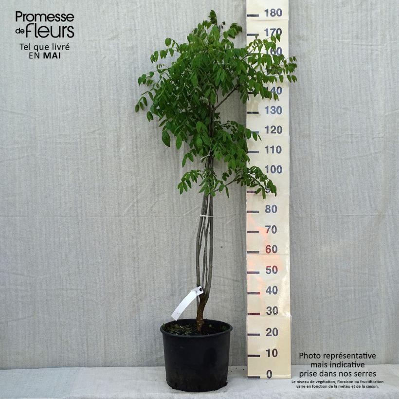 Maackia amurensis Pot de 18L/20L sample as delivered in spring