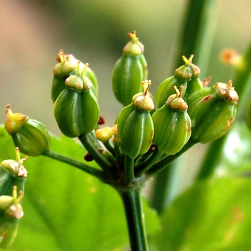 Smyrnium olusatrum (Harvest)