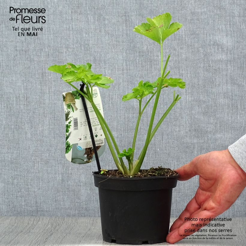 Smyrnium olusatrum 1.5L/2L pot sample as delivered in spring