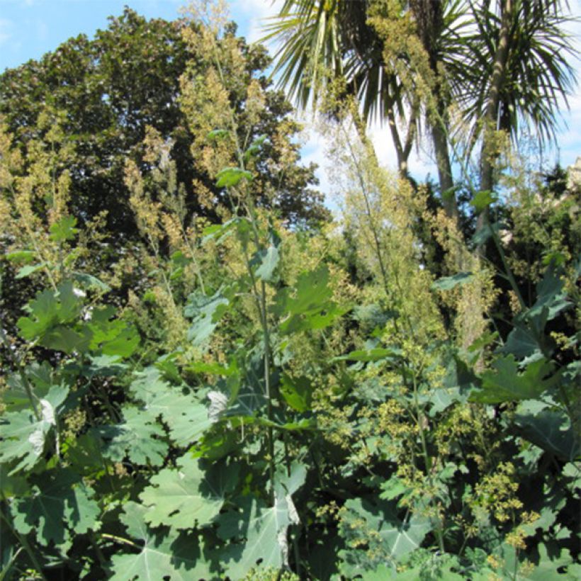 Macleaya cordata (Plant habit)