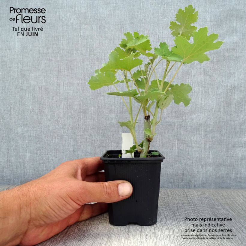 Macleaya cordata 8/9 cm pot sample as delivered in summer
