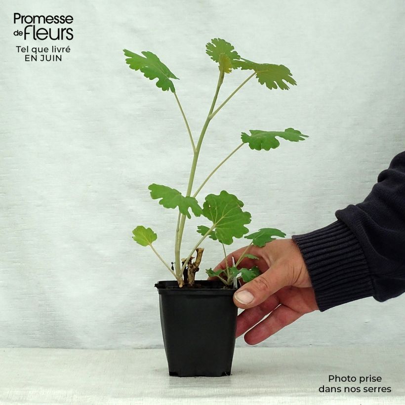 Macleaya microcarpa Kelways Coral Plume 8/9 cm pot sample as delivered in summer