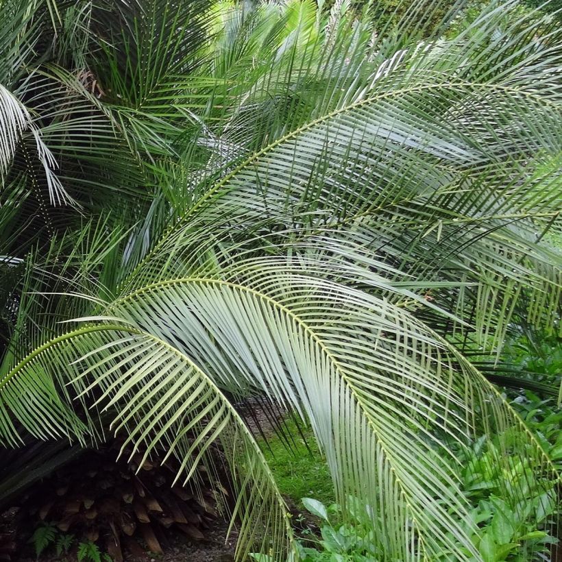 Macrozamia communis (Foliage)