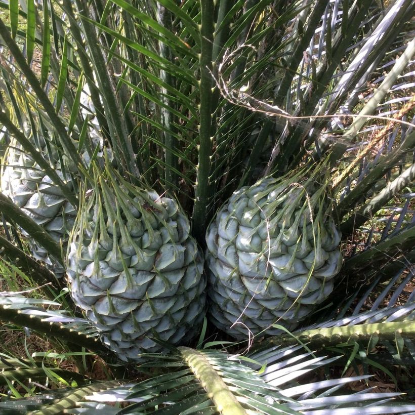 Macrozamia communis (Flowering)