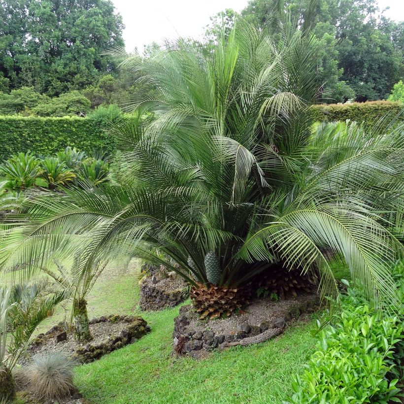 Macrozamia communis (Plant habit)