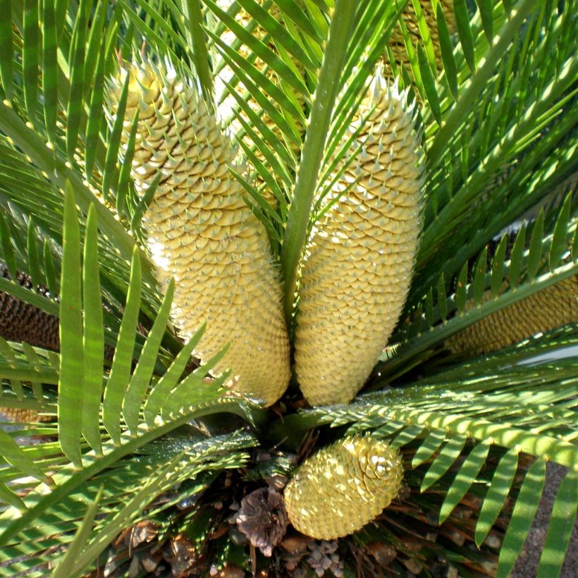 Macrozamia moorei (Flowering)