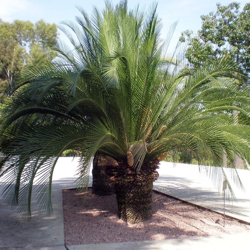 Macrozamia moorei (Plant habit)