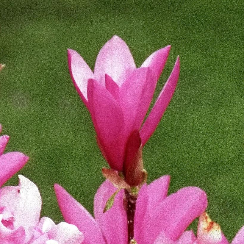 Magnolia Betty (Flowering)